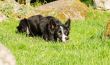 Vallhunden Buzy observerar